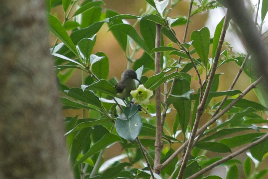 Spectacled Longbill - ML177744341