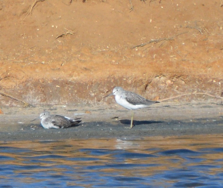 Common Greenshank - ML177744611