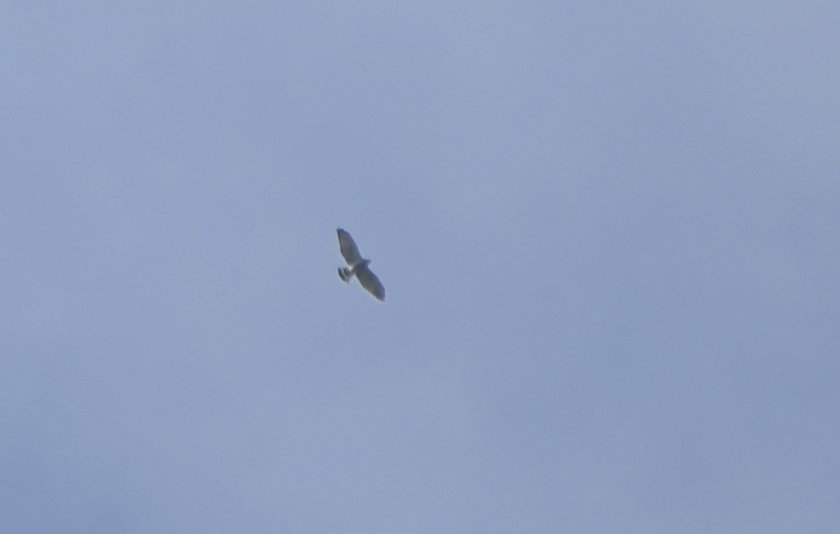 Broad-winged Hawk - ML177745441