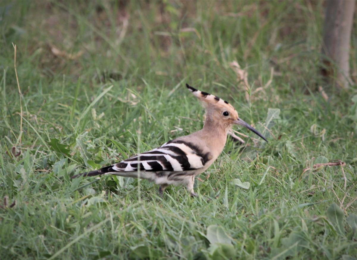 Eurasian Hoopoe - ML177745961