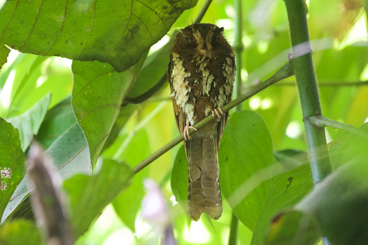 Feline Owlet-nightjar - John C. Mittermeier