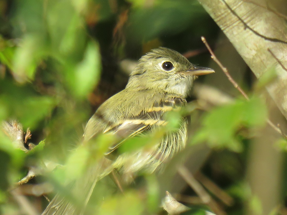 Acadian Flycatcher - ML177746141