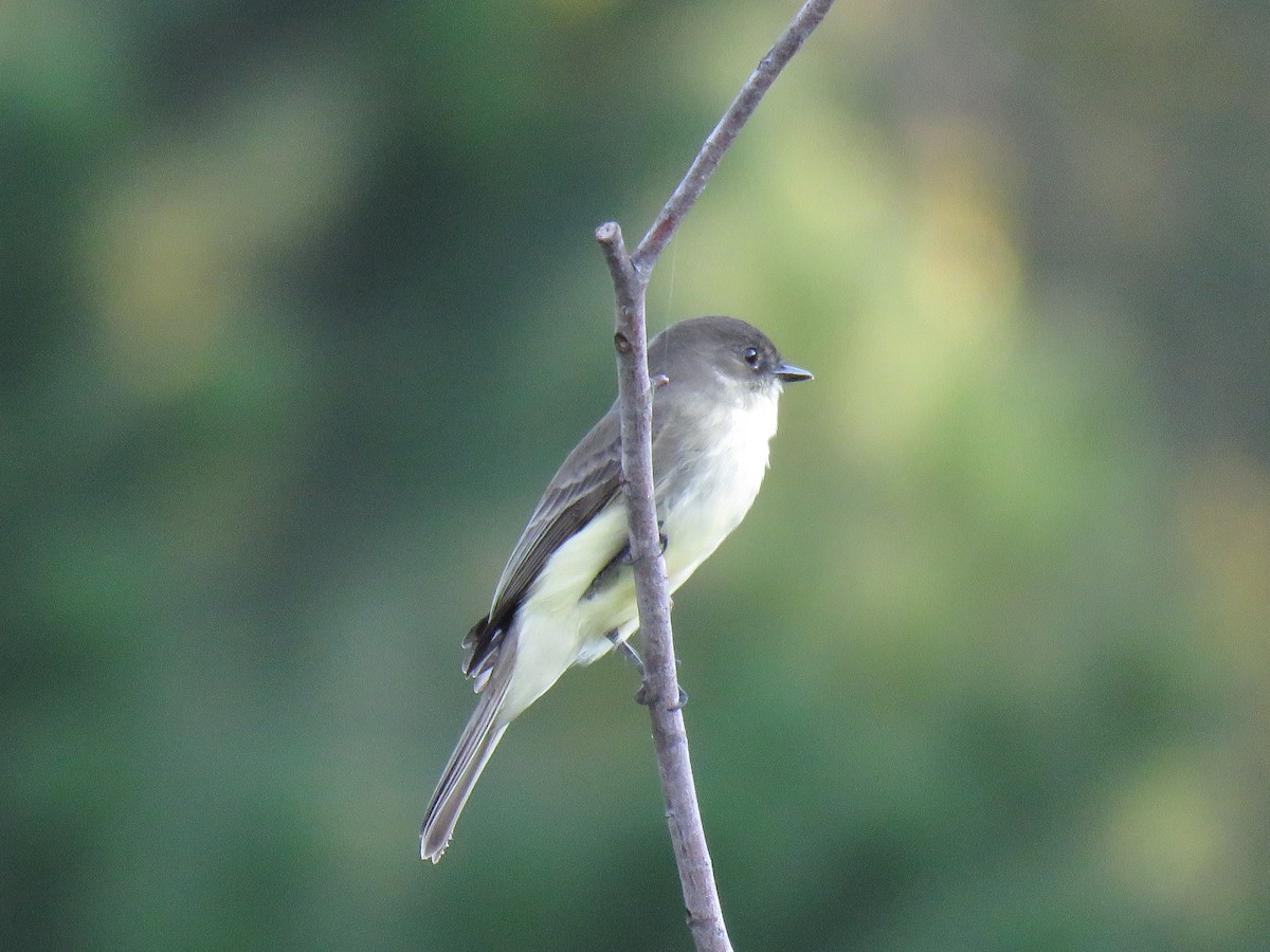 Eastern Phoebe - ML177746221