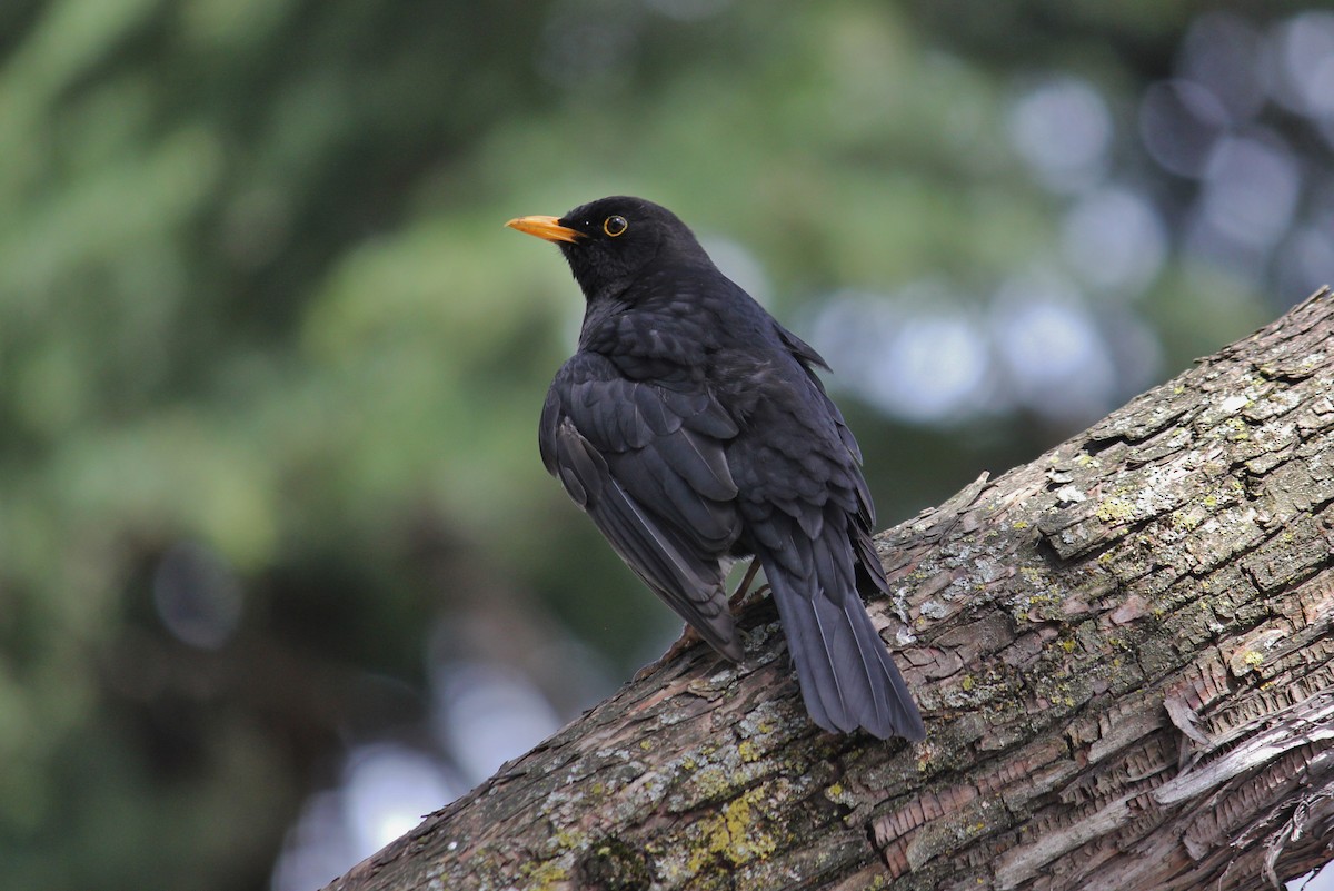 Amsel - ML177746831