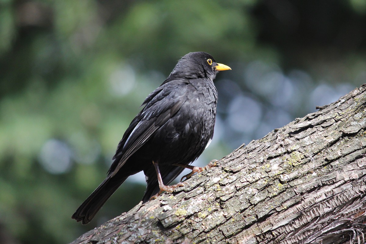 Amsel - ML177746841