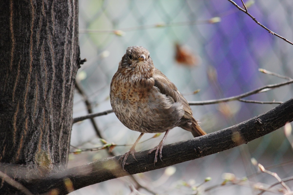 Amsel - ML177746941