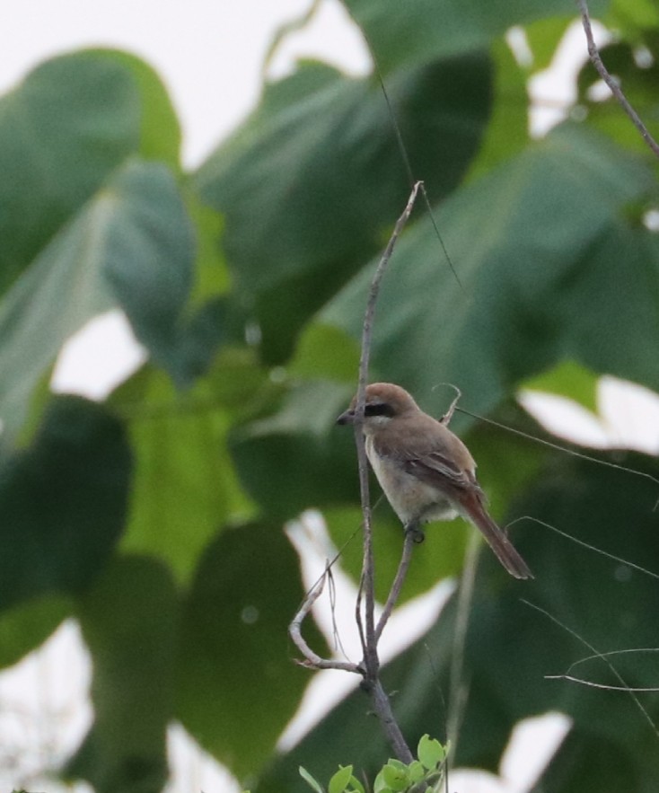 Brown Shrike - ML177747031