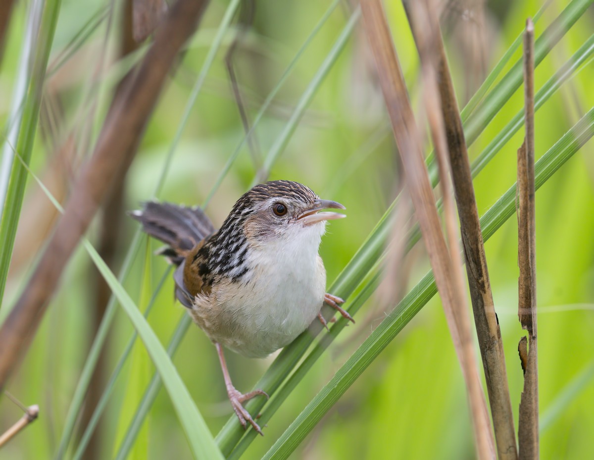 Indian Grassbird - Harish Thangaraj