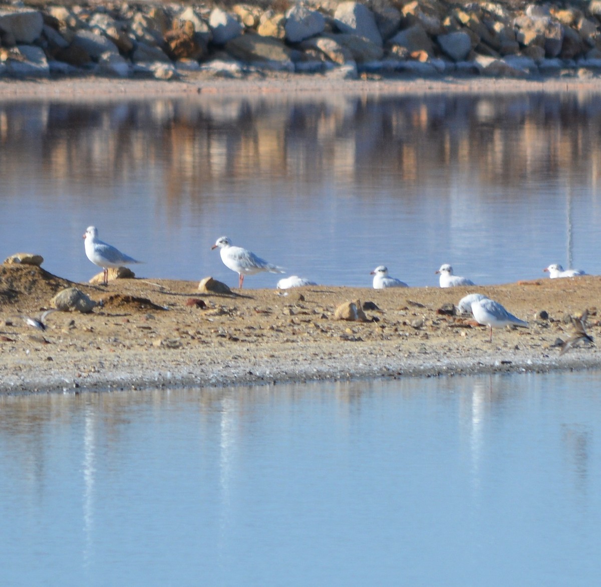 Gaviota Cabecinegra - ML177750661