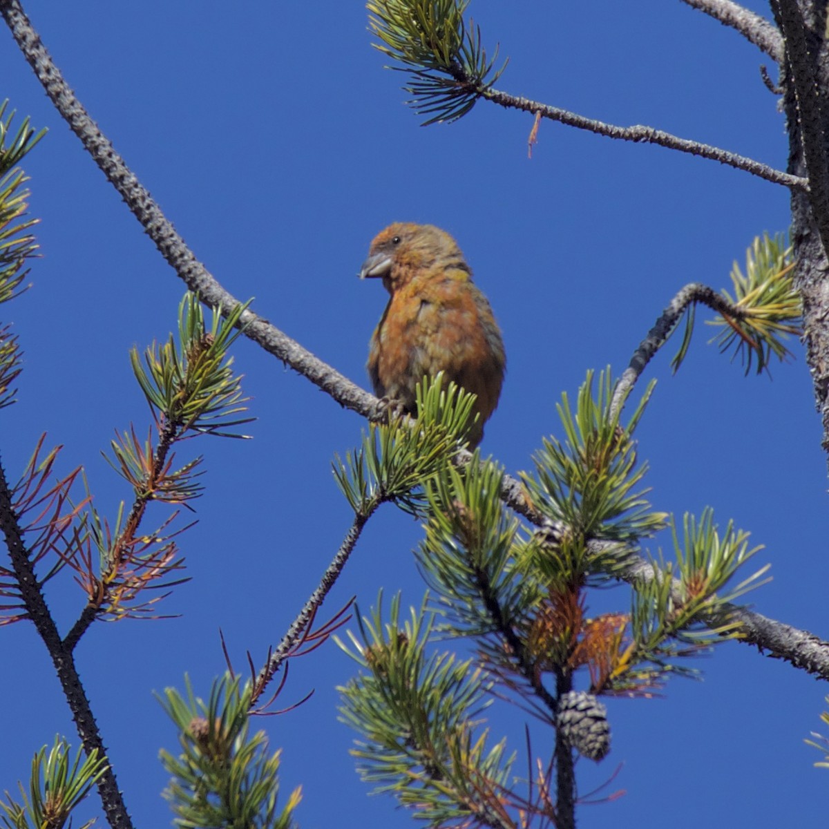 Red Crossbill - ML177750991