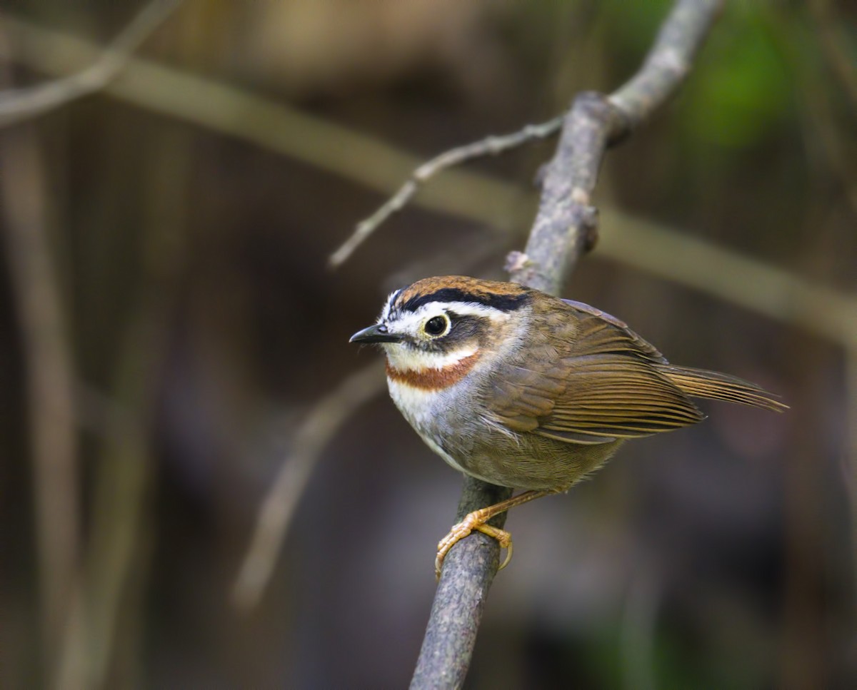 Rufous-throated Fulvetta - ML177751211