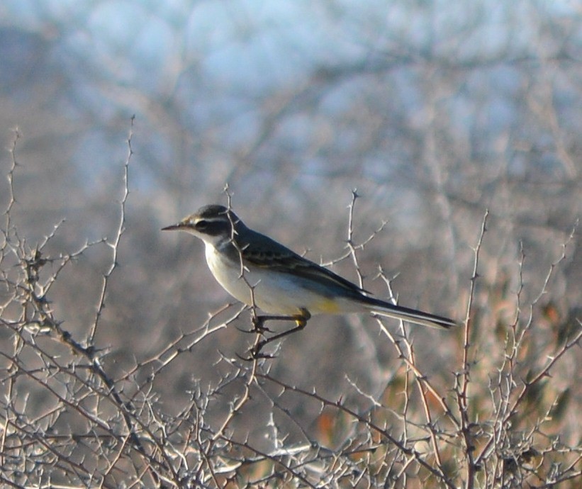 Western Yellow Wagtail - ML177751341