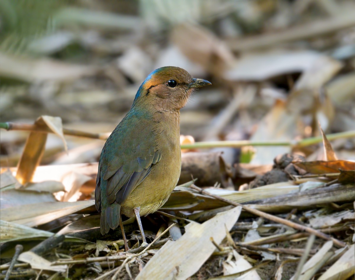 Blue-naped Pitta - Harish Thangaraj