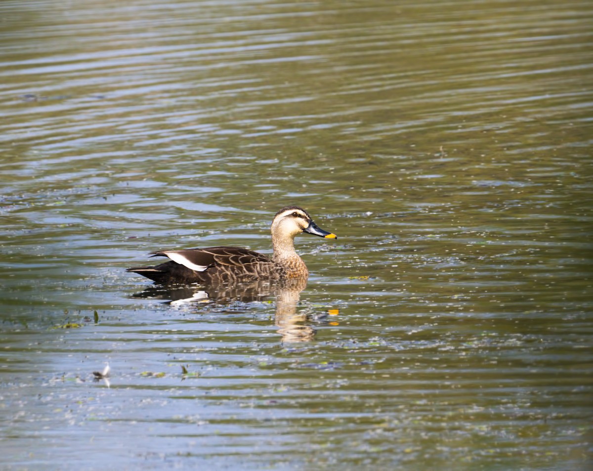 Eastern Spot-billed Duck - ML177752561