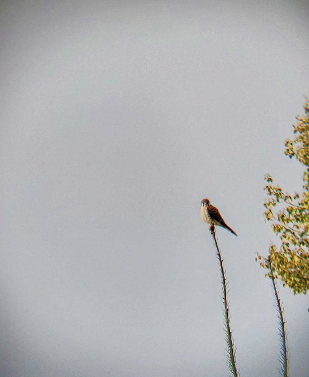 American Kestrel - ML177752651