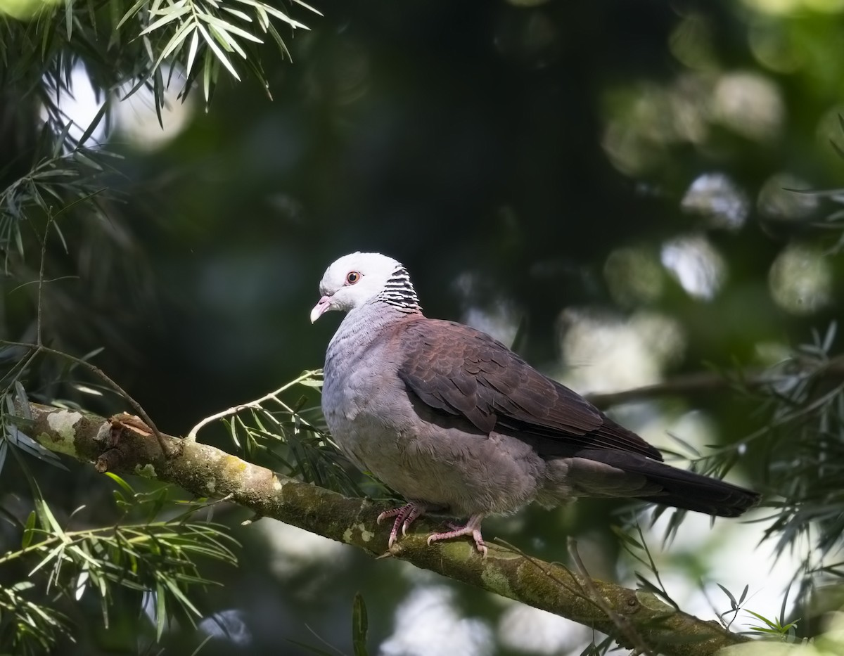 Nilgiri Wood-Pigeon - Harish Thangaraj