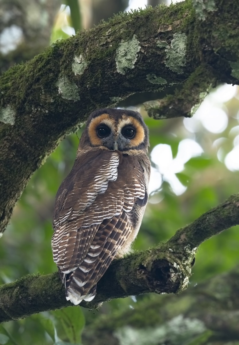 Brown Wood-Owl - Harish Thangaraj
