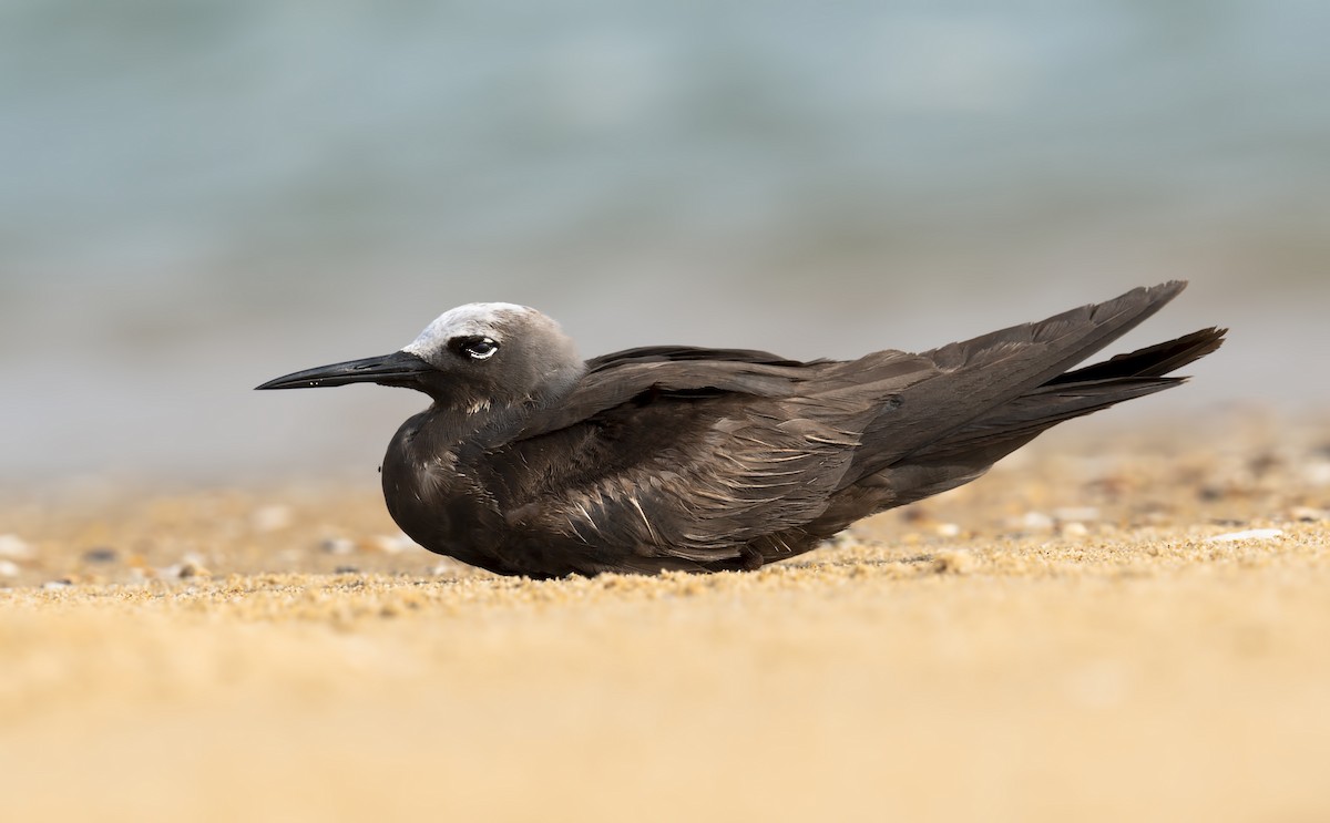 Lesser Noddy - Harish Thangaraj