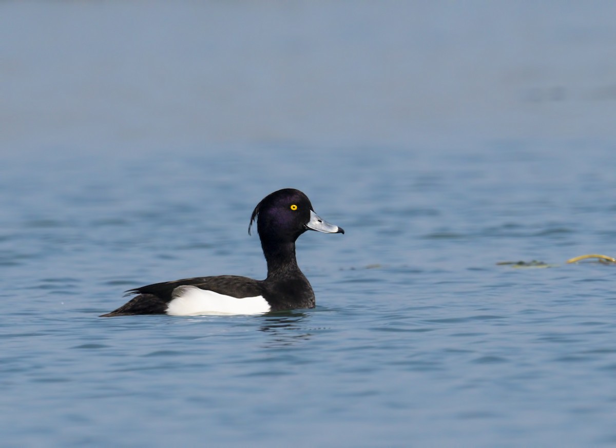 Tufted Duck - Harish Thangaraj