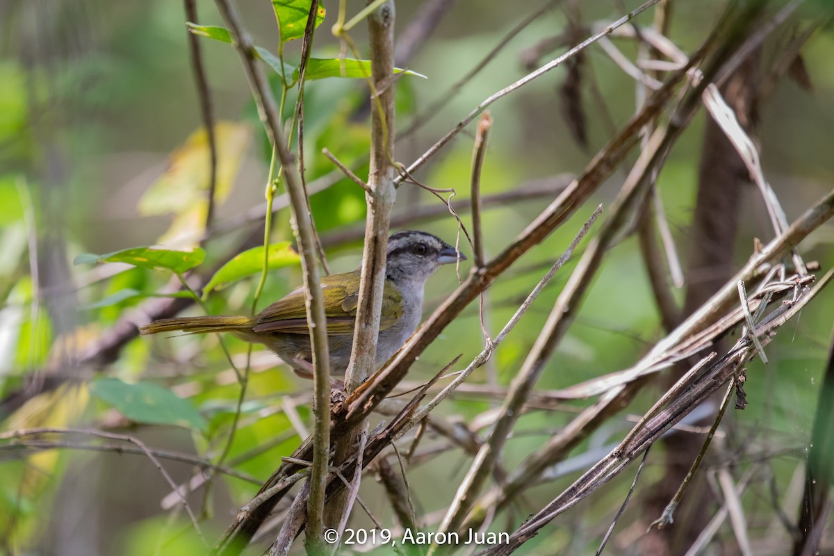 Green-backed Sparrow - Aaron Juan