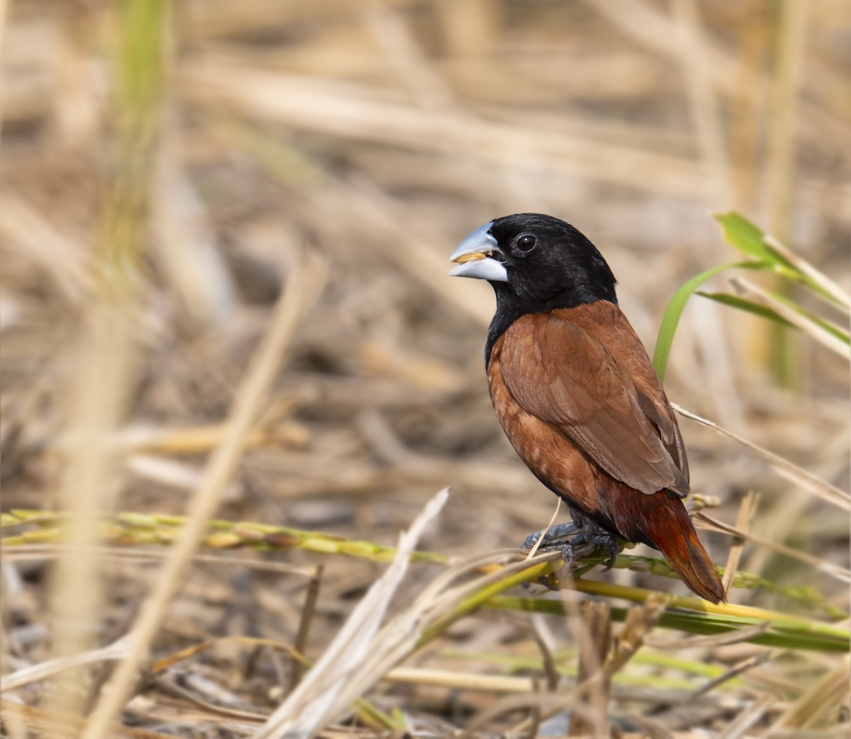 Chestnut Munia - Harish Thangaraj