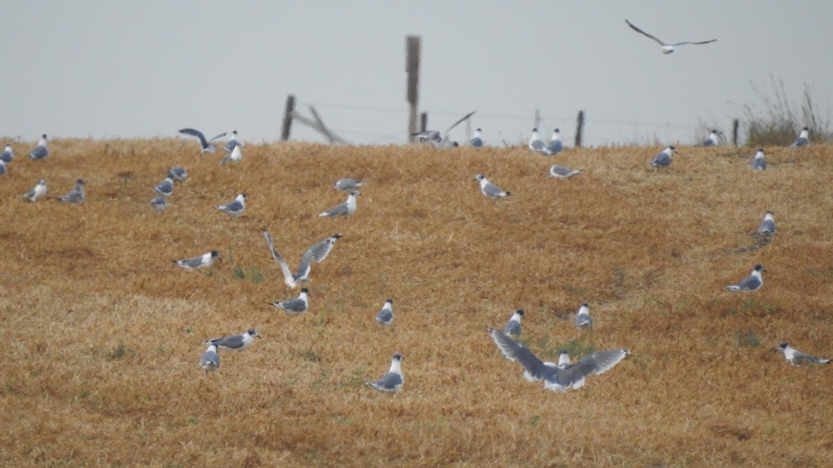 Franklin's Gull - ML177758161