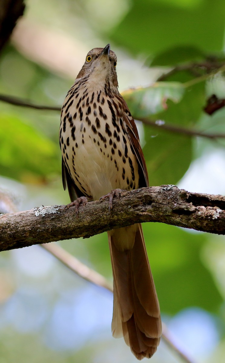Brown Thrasher - ML177762311