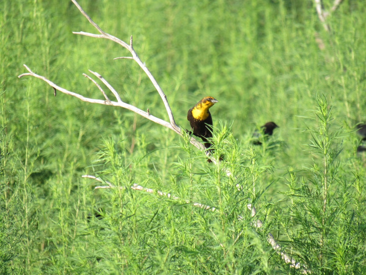 Yellow-headed Blackbird - ML177762731