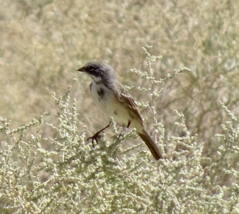 Bell's Sparrow - Bobby T