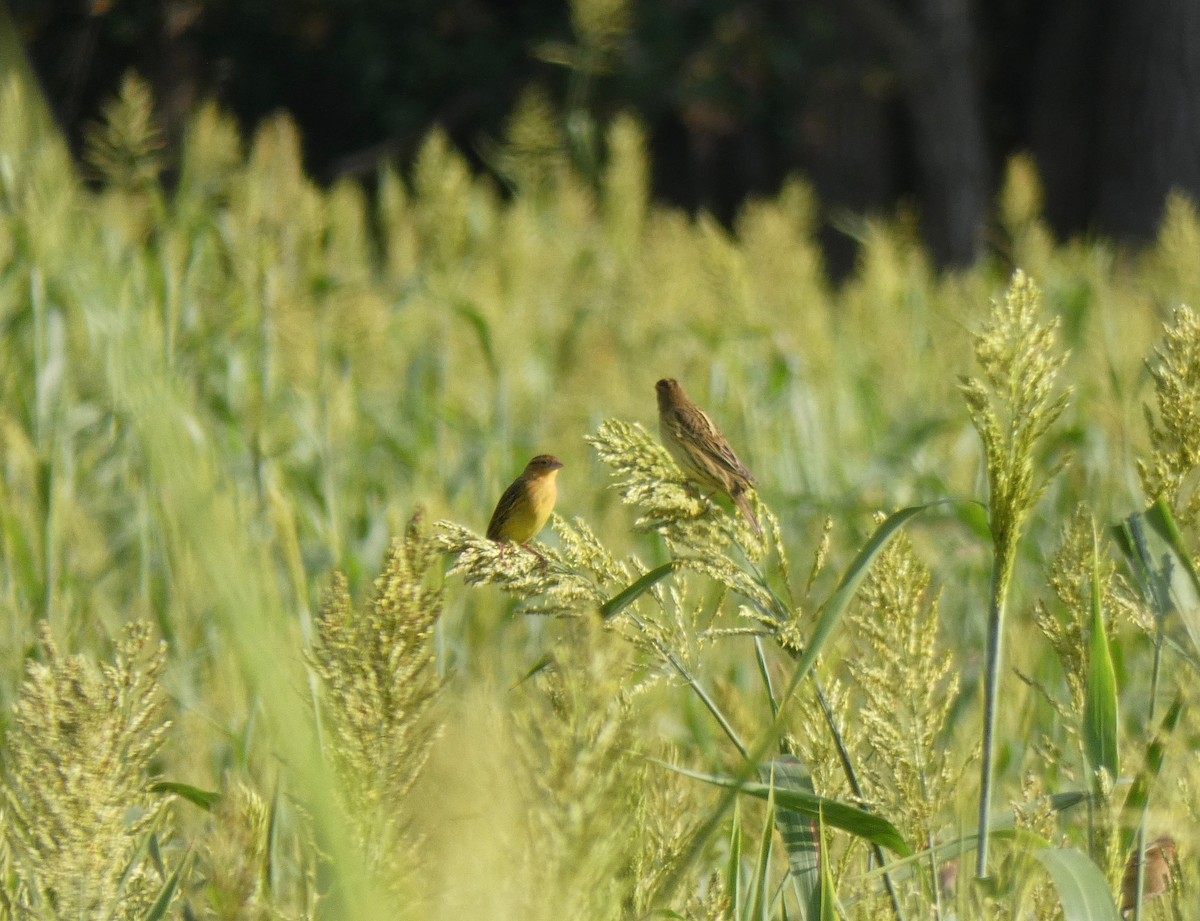 Bobolink - ML177765881