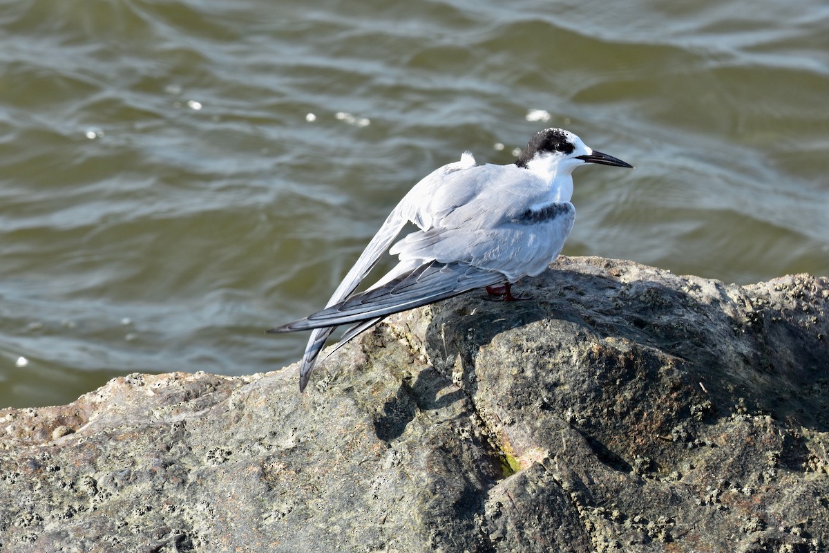 Common Tern - ML177765941