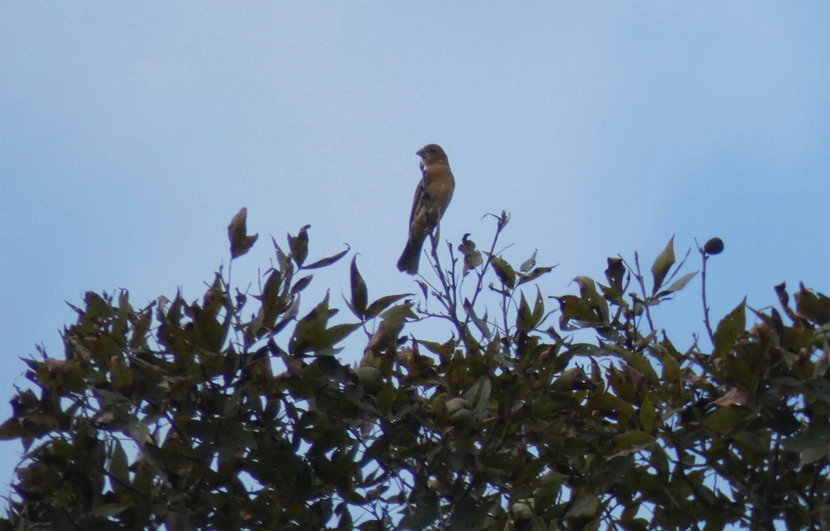Blue Grosbeak - ML177765981