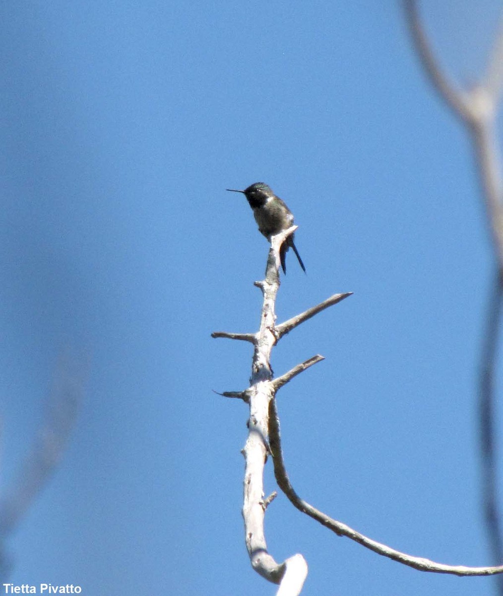 Colibrí Amatista - ML177766231