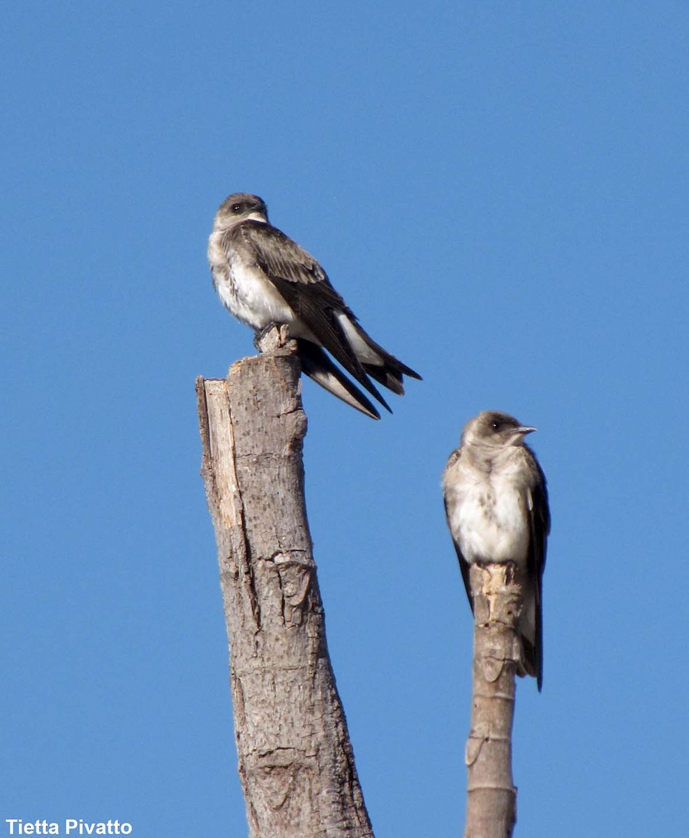 Brown-chested Martin - ML177766271