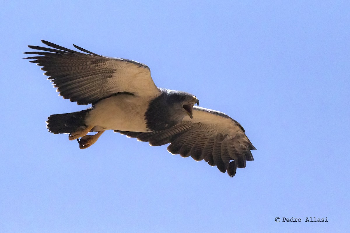 Black-chested Buzzard-Eagle - Pedro Allasi Condo - COAP - Collagua Birder  AQP