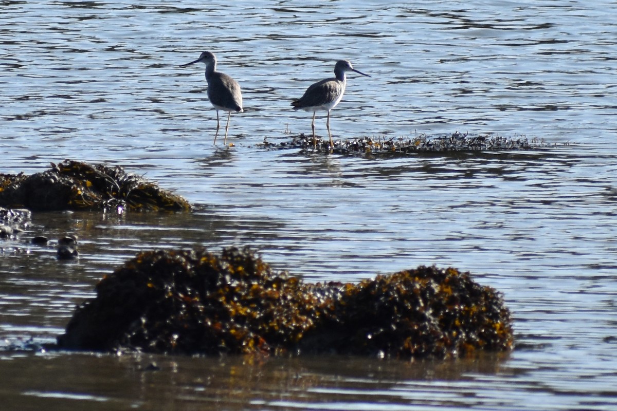 Greater Yellowlegs - ML177768851