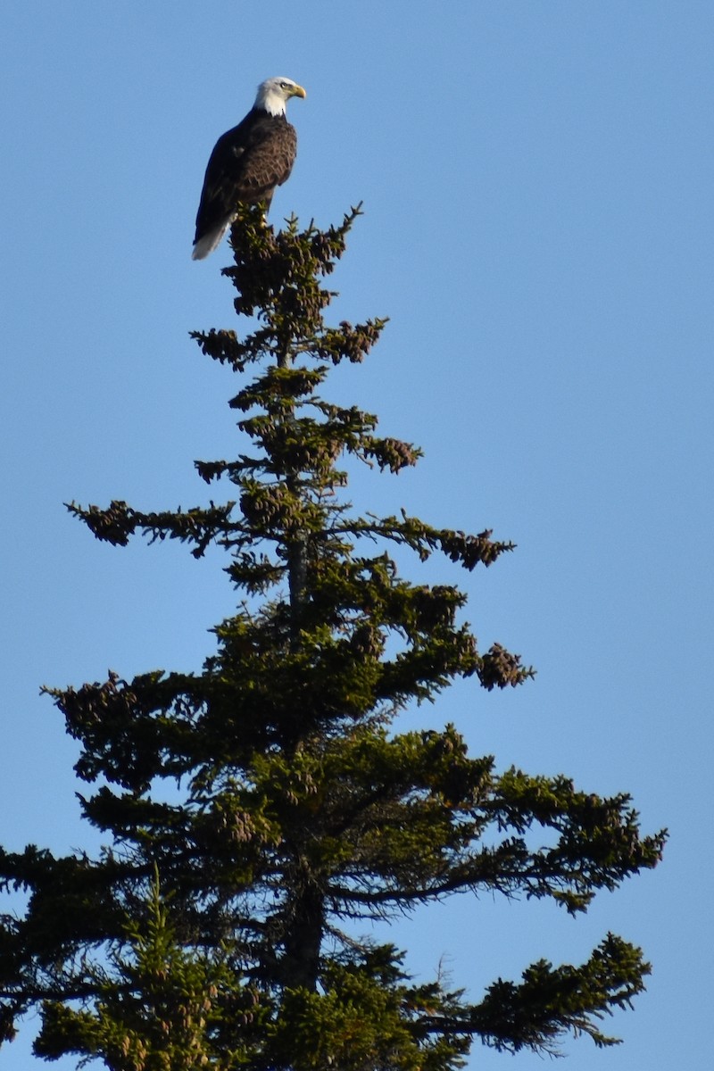 Bald Eagle - ML177768961