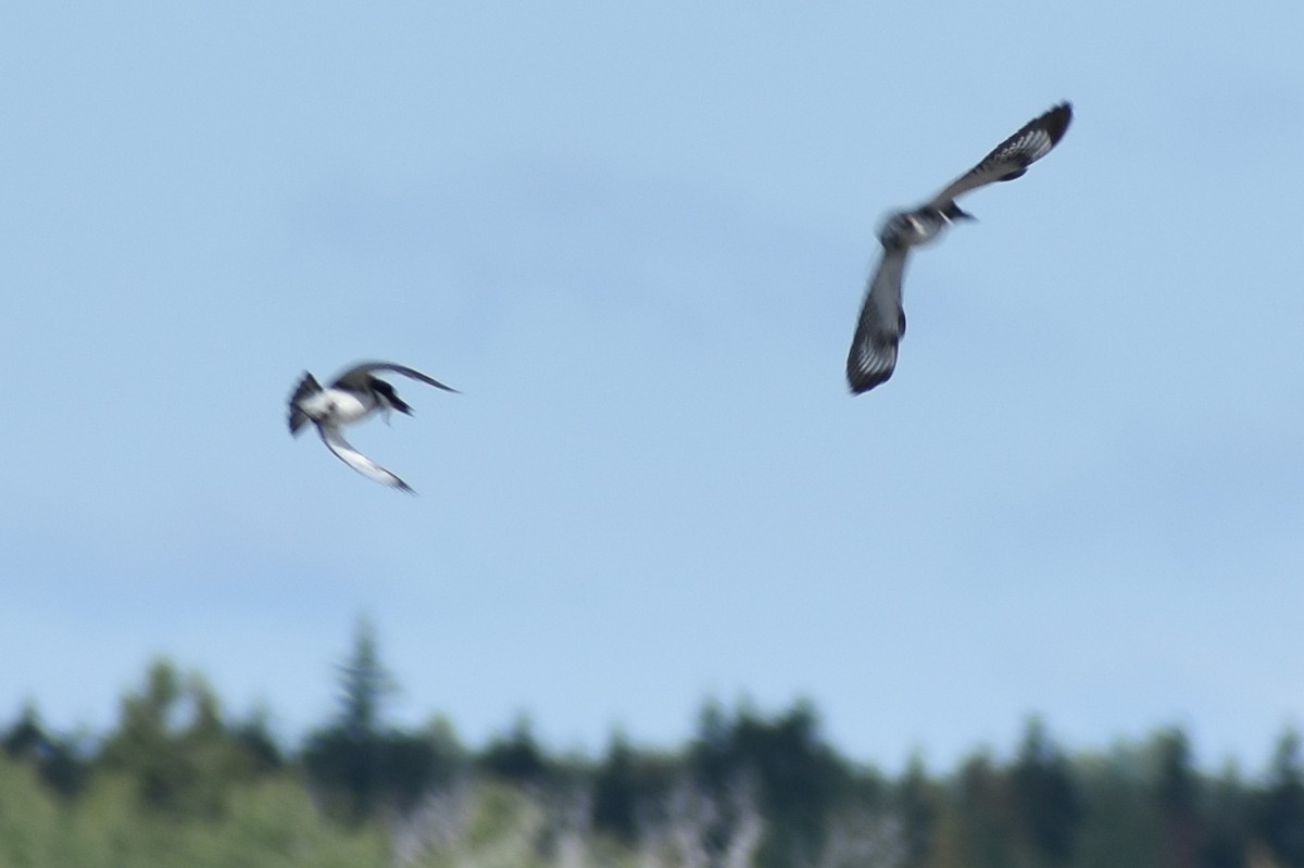 Belted Kingfisher - ML177769001