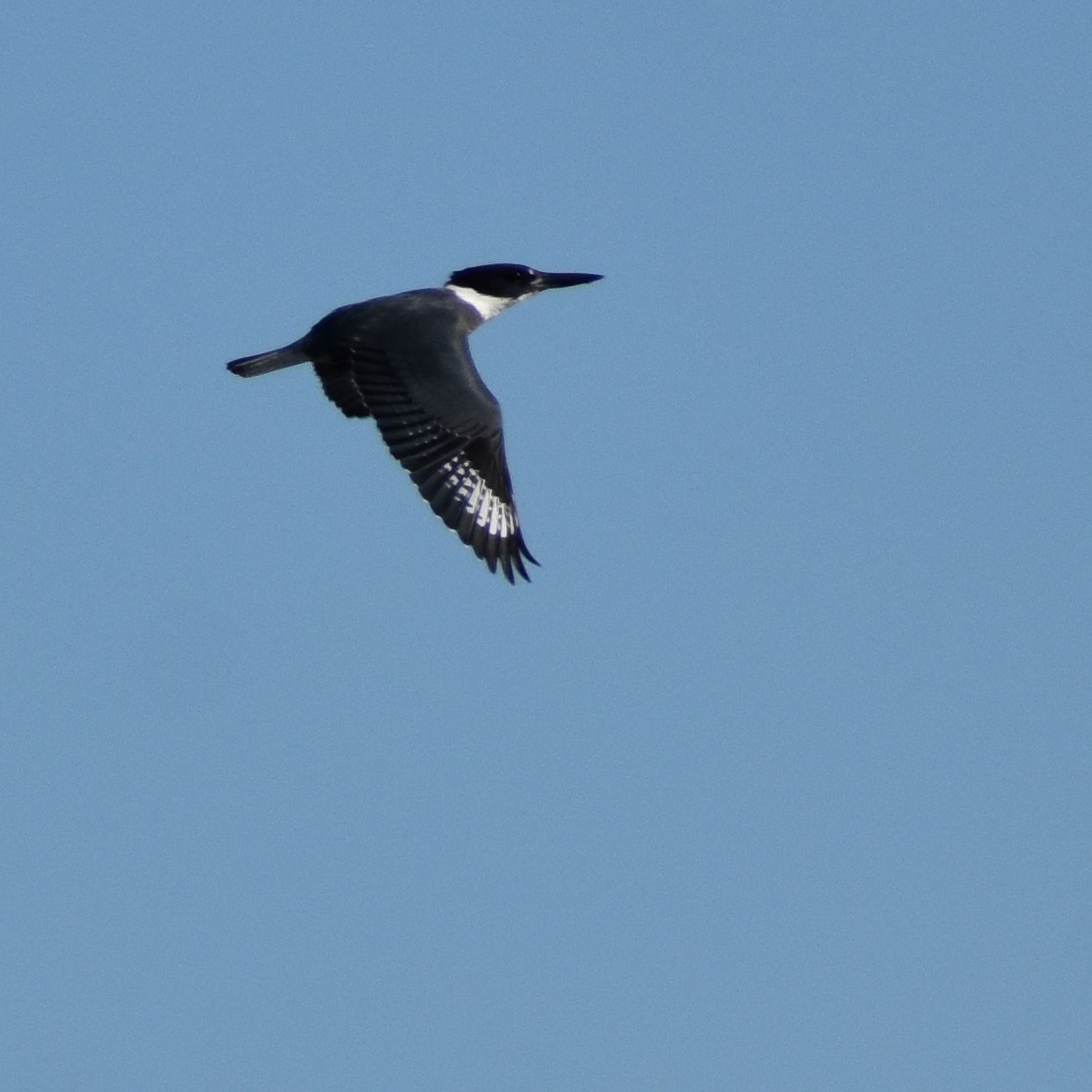 Belted Kingfisher - Jada Fitch