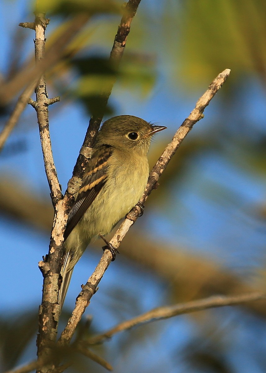 Yellow-bellied Flycatcher - Tim Lenz