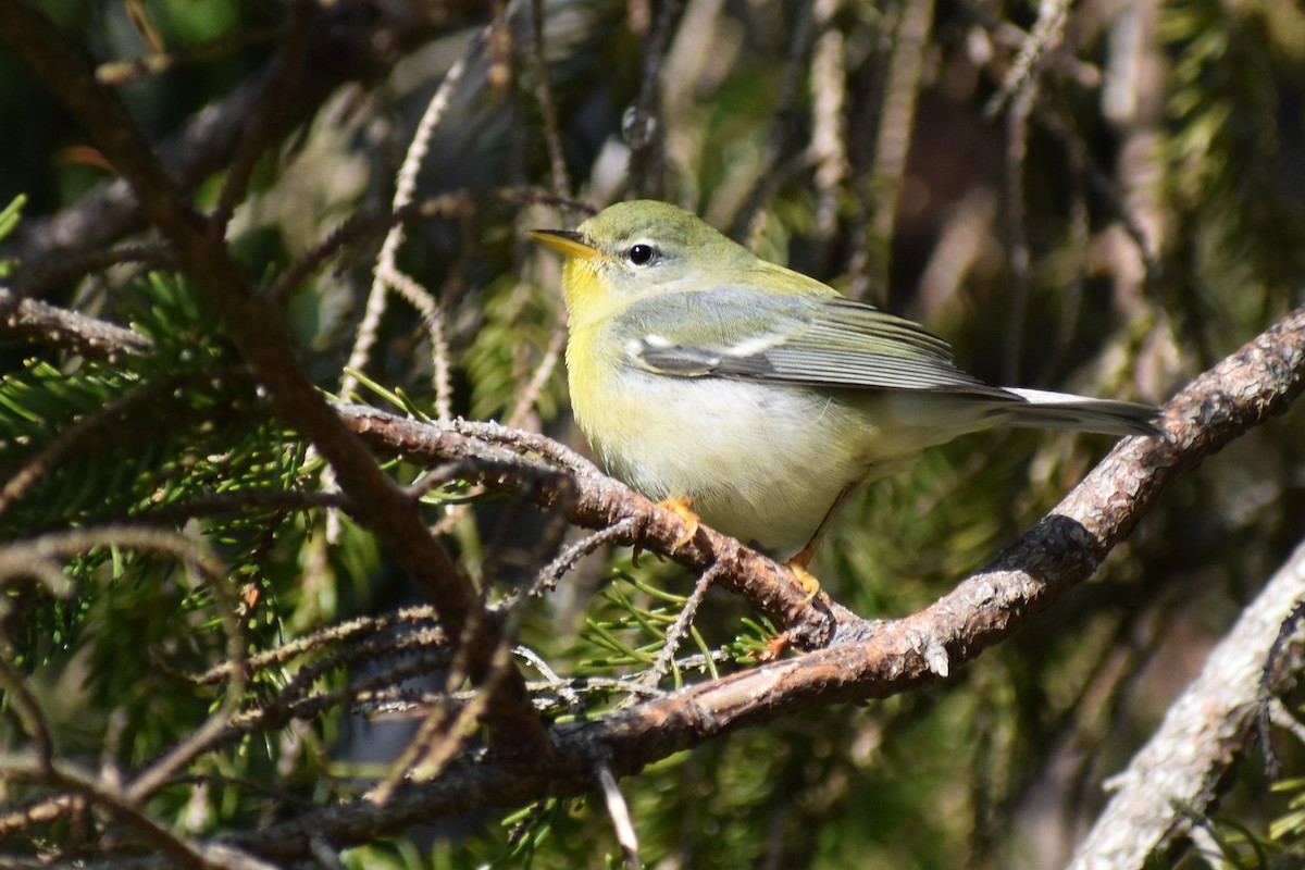 Northern Parula - ML177769121