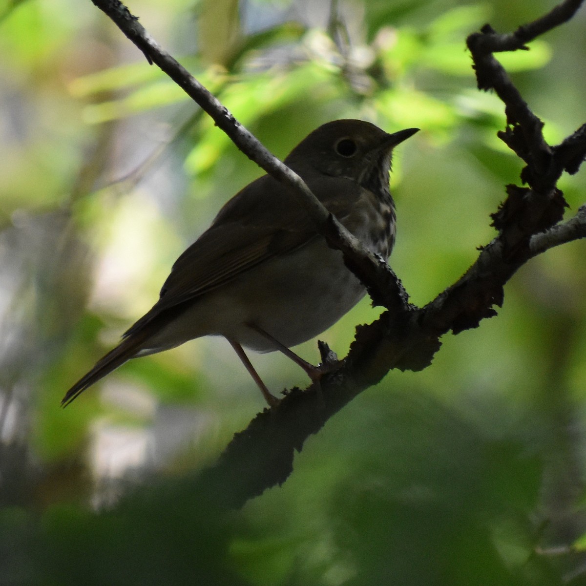 Hermit Thrush - ML177769321