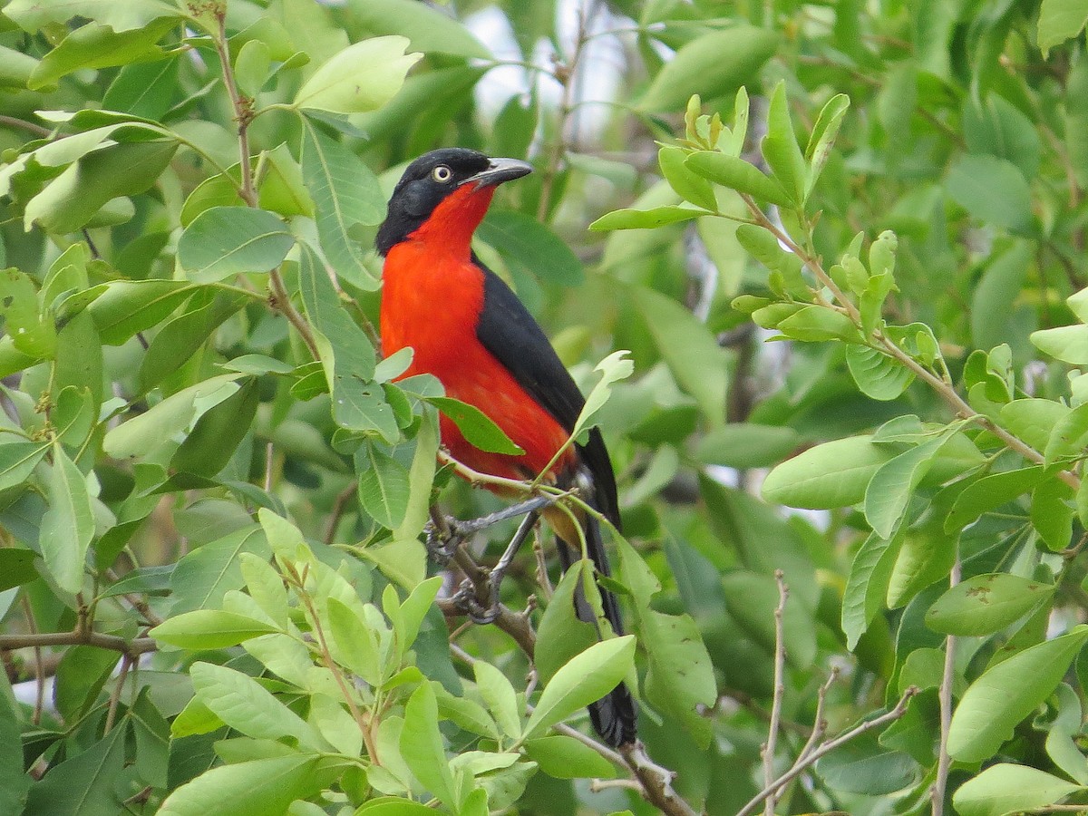 Black-headed Gonolek - Mike Wheeler