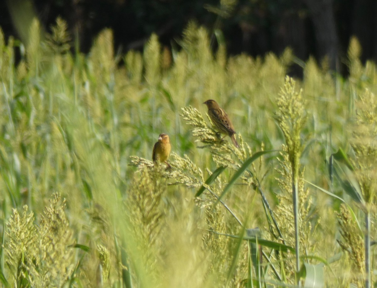 Bobolink - ML177771491