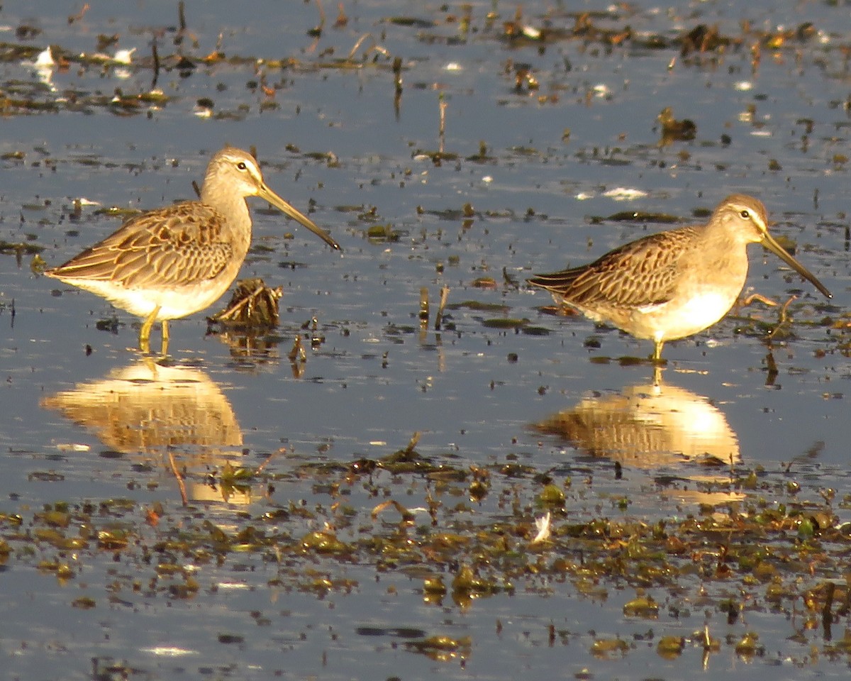 Long-billed Dowitcher - Jim Mead