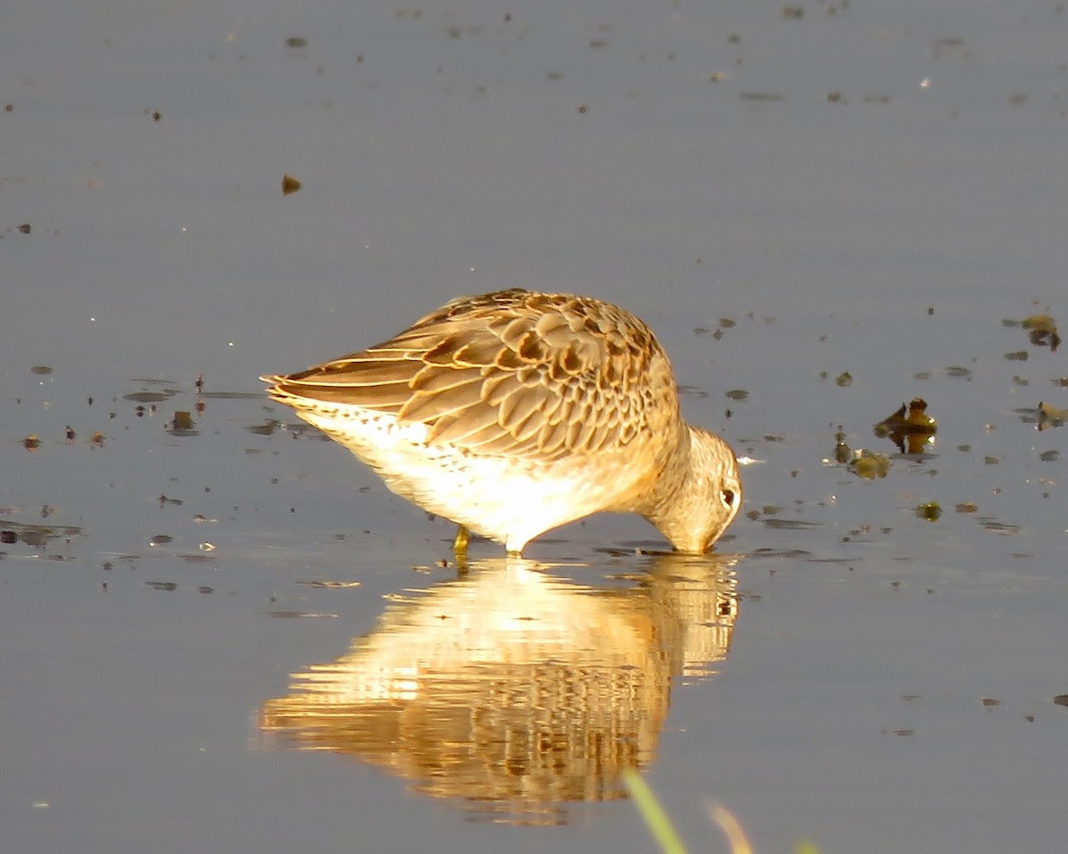 Long-billed Dowitcher - ML177771601