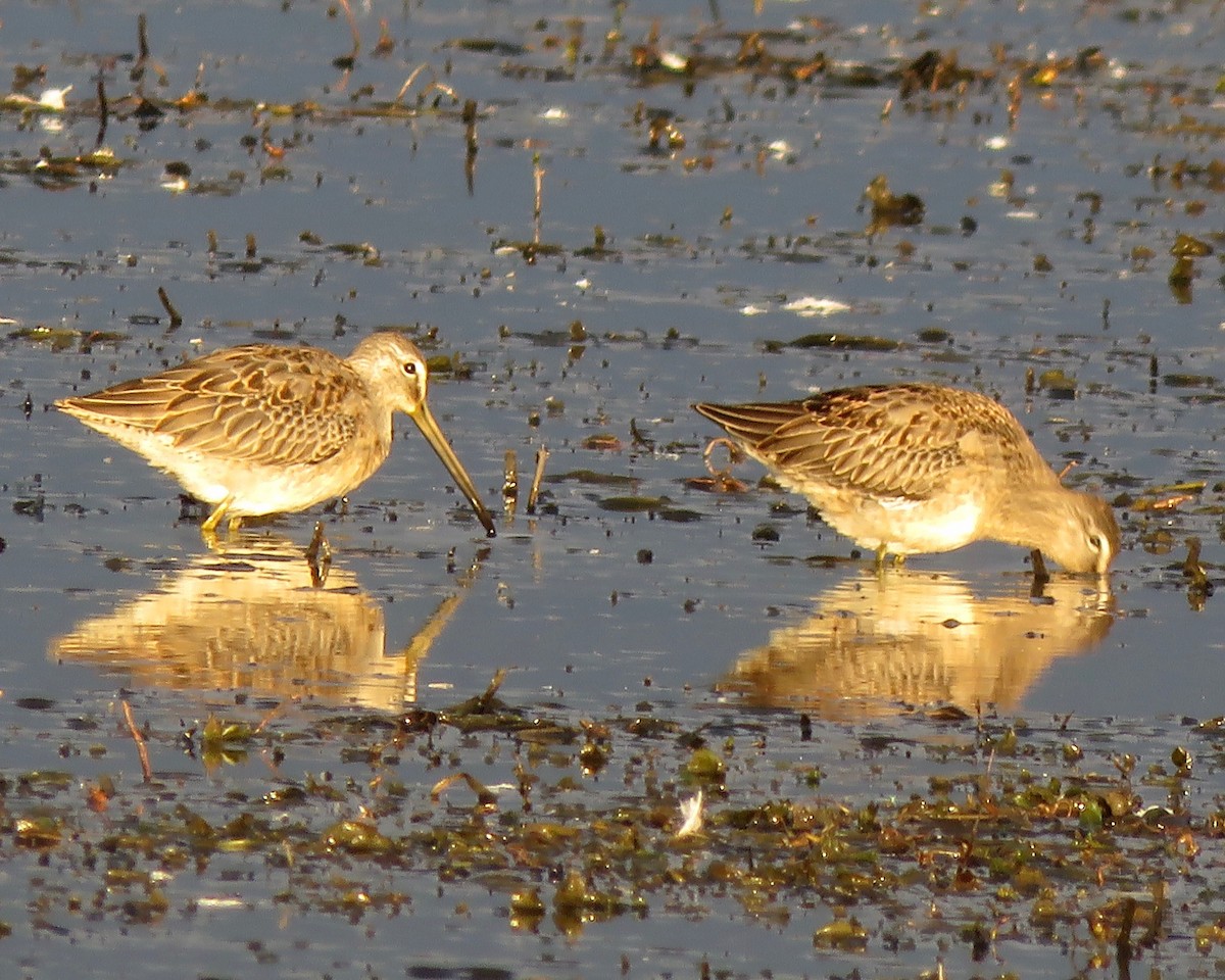 Long-billed Dowitcher - Jim Mead