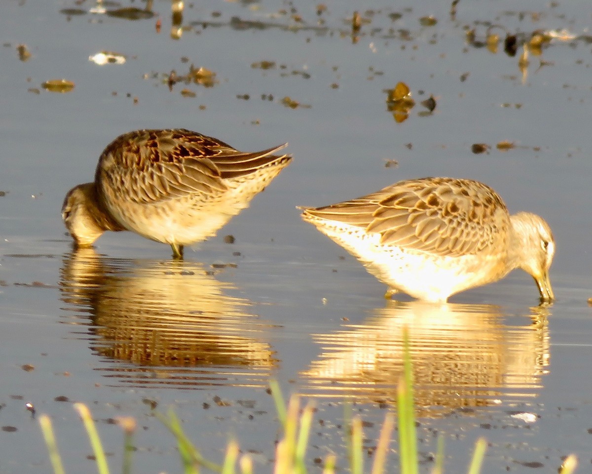 Long-billed Dowitcher - ML177771621