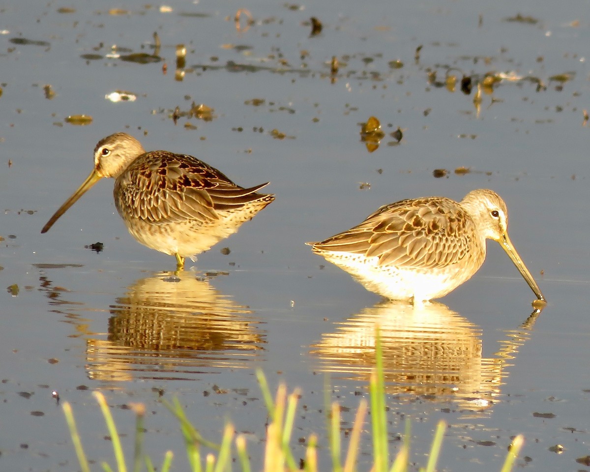 Long-billed Dowitcher - ML177771631