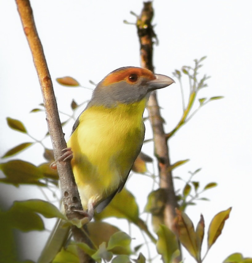 Rufous-browed Peppershrike - ML177771681